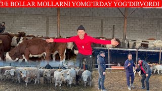 3LI BOLLAR MOLLARNI YOMG’RIDAY YOG’DIRVORDI BUQALARNI TEKINDAY QIVORDI SHOSHLING [upl. by Nnazus]