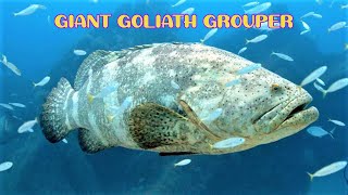 Giant Goliath Grouper  Epinephelus lanceolatus Itajara [upl. by Gnep445]