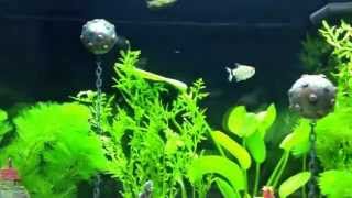 My juwel Rio 180 tropical fish tank with sea mines amp sub [upl. by Aicen]