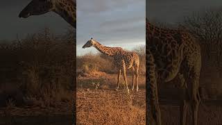 jumasafarikenya wildsafari wildlife africannationalpark masaimarasafari elephant [upl. by Pressey27]