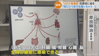 少量のウイルスが体内に残り続ける「持続感染」 新型コロナ後遺症について 新たな研究結果発表2022729 [upl. by Lien798]