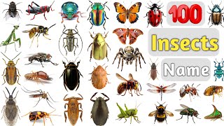 Insects Vocabulary ll 100 Common Insects Name in English With Pictures ll Beetles Bugs Butterfly [upl. by Gnanmos]