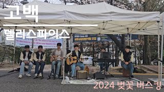 2024 벚꽃 버스킹 델리스파이스  고백 [upl. by Hoxie]