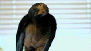 Hilarious The smartest African Grey Parrot TALKING  singing and making vacuum sounds [upl. by Forland]