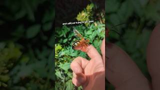 Cicada Killers  one of the biggest and most docile wasps in North America wasp cicada bugs [upl. by Indnahc]