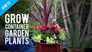 How To Grow Pot Plants in a Container Garden [upl. by Eisserc685]