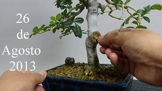 COMO SELLAR HERIDAS DE PODA EN UN BONSAI [upl. by Maggee]