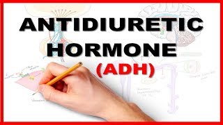 ADH Antidiuretic Hormone  Renal Physiology [upl. by Imac]