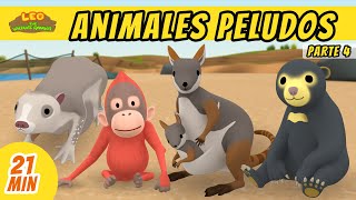 Animales Peludos Episodio Compilación Parte 45 Español  Leo El Explorador  Animación [upl. by Arahk]