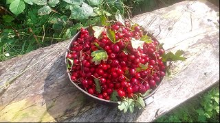 Autumn in the woods Hawthorn fruit leatherstormy weatherwandering new paths [upl. by Ahsias]