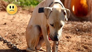 Poor dog was chained without shelter under sun and rain But look at it now [upl. by Enyrhtak]