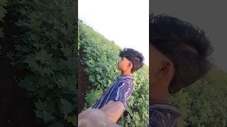 Kheti badi sorts trendingshorts youtubeshorts khetibadi farming farmer agriculture farmers [upl. by Ahtimat]