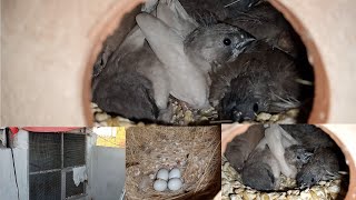 Finches colony breeding progress [upl. by Nord847]