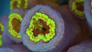 Tubastraea coccinea larvae being released through the mouth of a polyp [upl. by Scrivings]