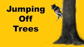 Bouncing off trees clicker dog training [upl. by Nuri44]