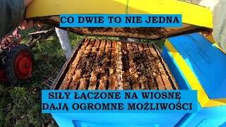 2w1 petarda na wiosnę  ul dwurodzinny  korzyści z zimowli [upl. by Rica]