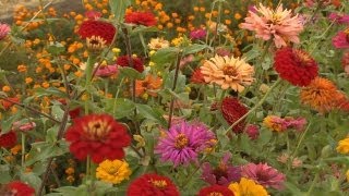 Growing Zinnias  At Home With P Allen Smith [upl. by Debby]