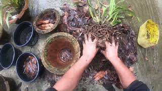 Transplanting Cymbidium orchids [upl. by Tirma]