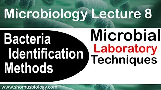 Microbiology lecture 8  bacterial identification methods in the microbiology laboratory [upl. by Annai]