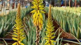 ALOE VERA  Aloe FARM in my Homeland Turkey  Growing Aloe Barbadensis Miller [upl. by Nashbar904]