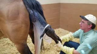 Maiden Mare  Minor Dystocia Attended Foaling  Horse SIde Vet Guide [upl. by Euhc367]