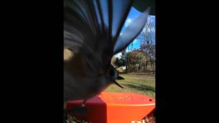 Tufted Titmouse Black Capped Chickadee Bird Buddy [upl. by Nolram]