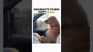 Dog reacts to new puppy trending bruh memes meme subscribe shorts dog dogs [upl. by Hermie]