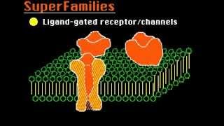 Ion Channels [upl. by Erdnaxela]