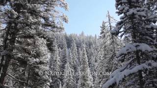 Stock HD Nature Footage Snowy Pine Tree Forest Slider in Sunlight With Falling Snow 1080p [upl. by Snyder]