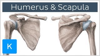 Humerus und Scapula  Anatomie des Menschen  Kenhub [upl. by Mccoy605]