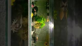 BEAUTIFUL MOLLY FISH TANK MOLLY FISH PLATY FISH ZEBRA DANIO FISH PLANTS NATURAL BLACK STONE🤍🤍🤍 [upl. by Husch692]