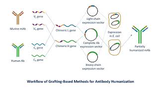 Antibody Humanization Service  Creative Biolabs Updated Version [upl. by Razid]