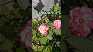 Beshak beautifulquran nature plants beautifulnature [upl. by Atteuqcaj]