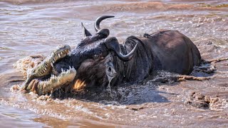 Wildebeest Treacherous River Crossing and the Monster Crocodile Pursuit Tanzania [upl. by Tedd674]