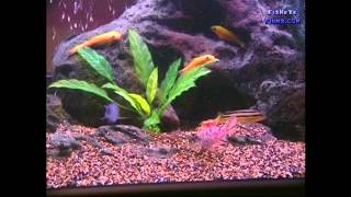 Substrate and Decorations Best for CICHLIDS [upl. by Ardnait]