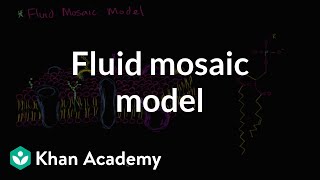 Fluid mosaic model of cell membranes  Biology  Khan Academy [upl. by Spence]