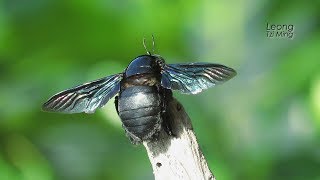 Xylocopa latipes male 04Jun2018a [upl. by Greerson44]