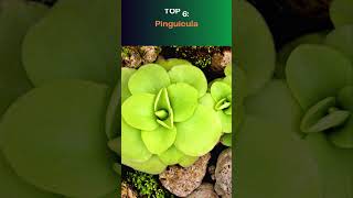 Top 10 Most Beautiful Carnivorous Plants pitcherplants exoticplants insectivorousplants botany [upl. by Ori]