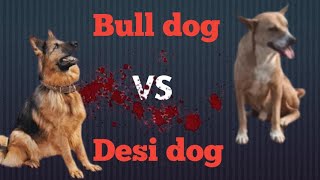 Bulldog Vs Desidog 🤯😱 [upl. by Mike57]