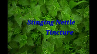 Stinging Nettle Tincture [upl. by Handel]