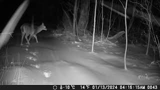 Tomahawk Trail Camera Dec 1 to Feb 4 2024 [upl. by Adeuga]