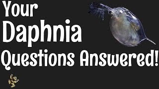 Daphnia Questions Answered [upl. by Statis]