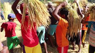 Chant des paysans lors de la récolte de riz 10 Janvier 2020 Didier Fraud [upl. by Aixela]