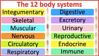 12 Organ Systems  Roles amp functions  Easy science lesson [upl. by Anders]