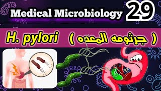 Helicobacter pylori H pylori شرح بالعربي جرثومه المعده [upl. by Weisbart279]