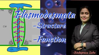 Plasmodesmata structure and functionSnebs Biology [upl. by Teik781]