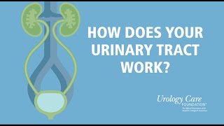 How Does Your Urinary Tract Work  Urology Care Foundation [upl. by Brittaney]