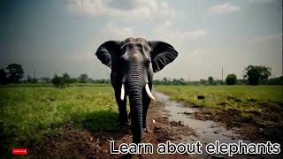 learn more about elephants [upl. by Ecilegna317]