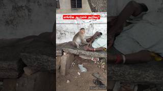 ஒருவழியா காப்பாத்தியாச்சுSnake🔥RatsnakeFriendAgriculturehelpAyyappaSabarimalaiChennaiflood⚡ [upl. by Anek]