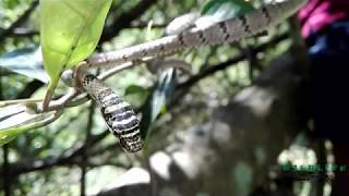 Sri lankan flying snake Chrysopelea taprobanica Dangara Danda [upl. by Eive940]